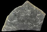 Plate Of Carboniferous Shrimp (Waterstonella) - Scotland #118967-1